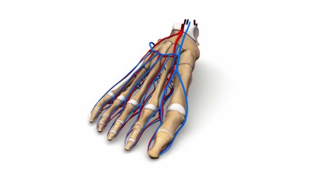 Sistema di arterie e vene del piede — Video Stock