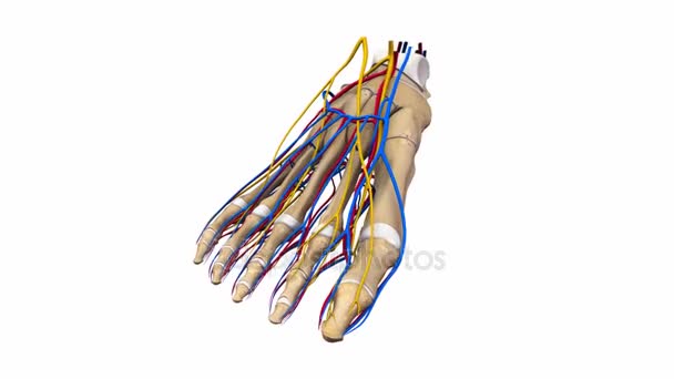 Foot Arteries, Veins and Nerves — Stock Video