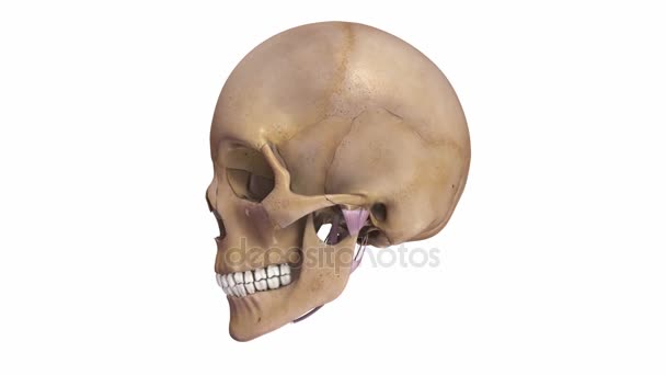 Skull bone structure — Stock Video