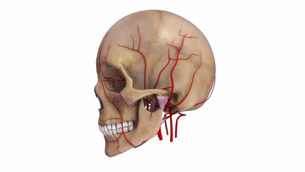 Cráneo con sistema de arterias — Vídeo de stock