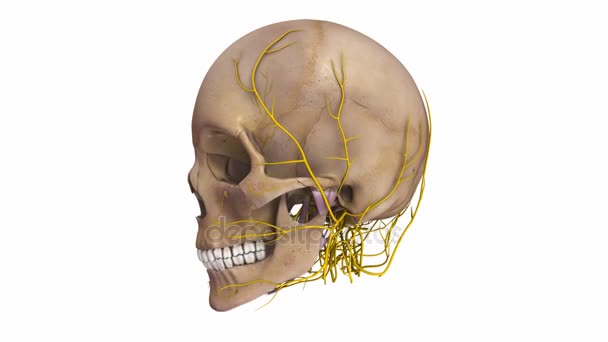 头骨与中枢神经系统 — 图库视频影像