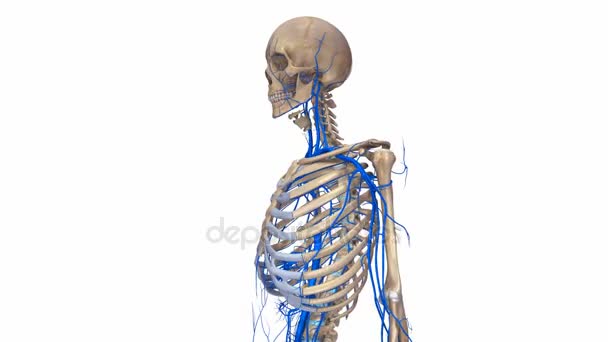 Esqueleto con sistema de venas — Vídeo de stock