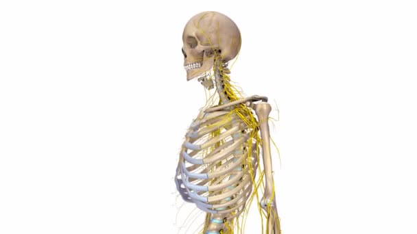 Σκελετός με το νευρικό σύστημα — Αρχείο Βίντεο