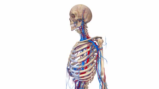 Скелет с артериями и венами — стоковое видео