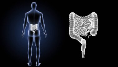 küçük ve büyük bağırsak