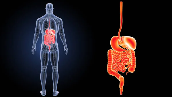 Sistema digestivo zoom — Fotografia de Stock