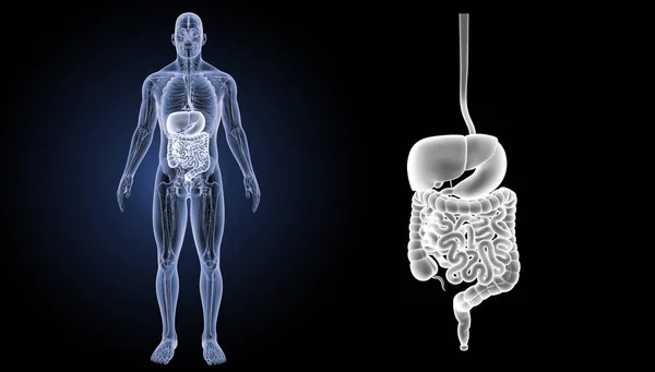 Zoom del sistema digestivo — Foto de Stock