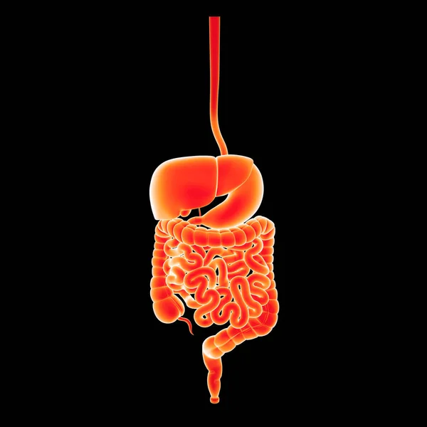 Digestive system zoom — Stockfoto