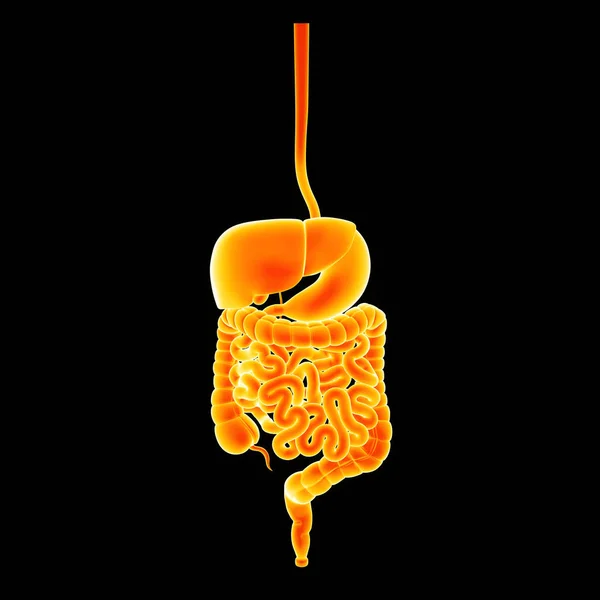 Ingrandimento del sistema digestivo — Foto Stock