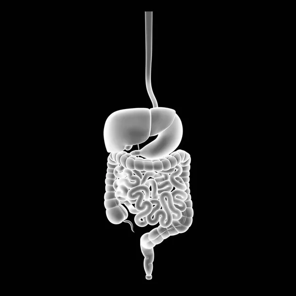 Zoom del sistema digestivo — Foto de Stock