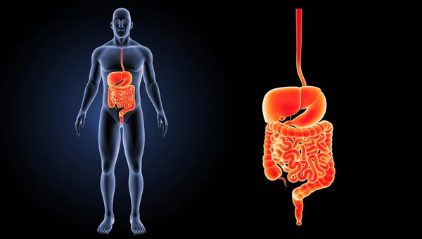 Ingrandimento del sistema digestivo — Foto Stock