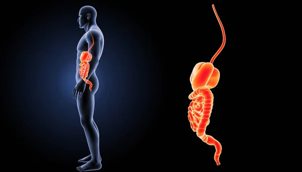 Digestive system zoom — Stock Photo, Image