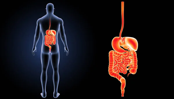 Ingrandimento del sistema digestivo — Foto Stock