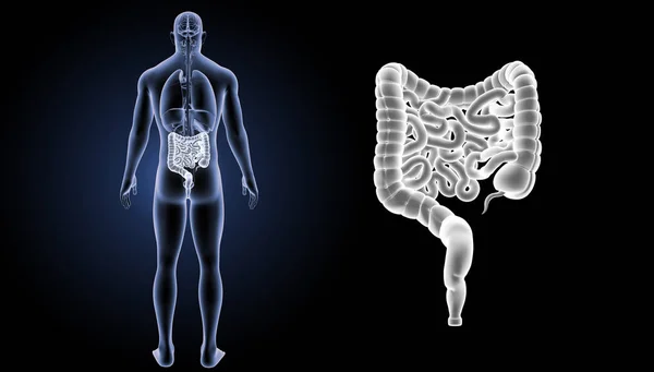 Small and large intestine