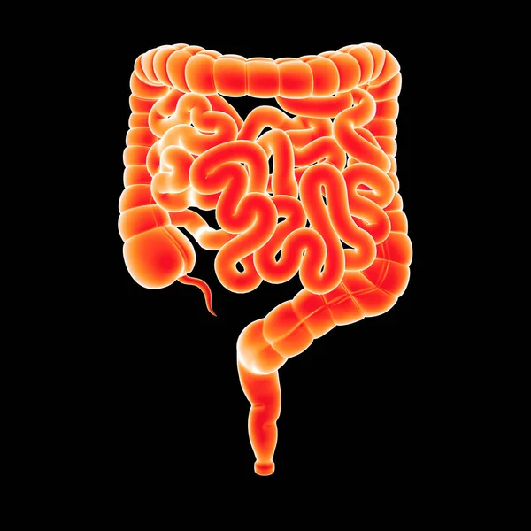 Intestino piccolo e grande — Foto Stock