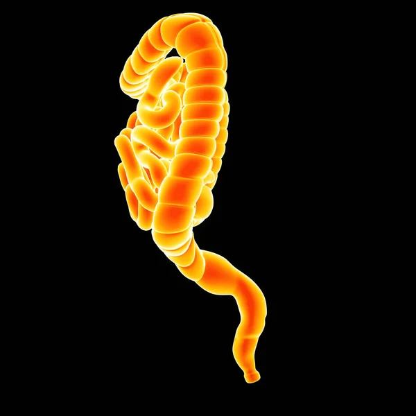 Small and large intestine — Stock Photo, Image