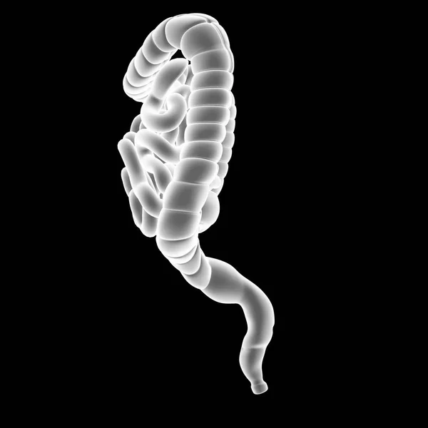 Intestino pequeno e grande — Fotografia de Stock