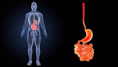 İnsan sindirim sistemi