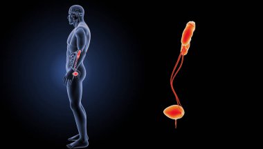 Üriner Sistem yakınlaştırma