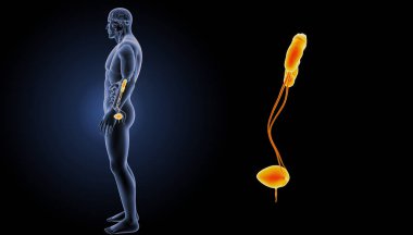 Üriner Sistem yakınlaştırma