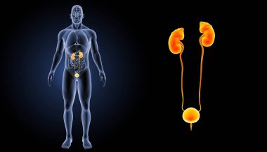 Üriner Sistem yakınlaştırma