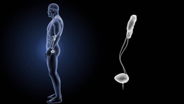 Üriner Sistem yakınlaştırma