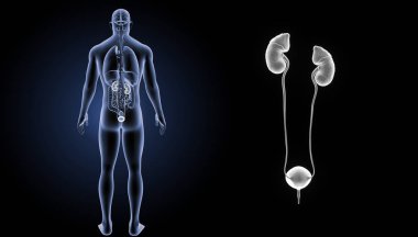 Üriner Sistem yakınlaştırma