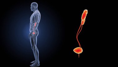 Üriner Sistem yakınlaştırma