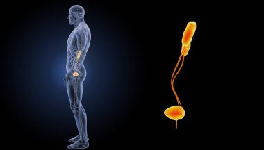 Üriner Sistem yakınlaştırma