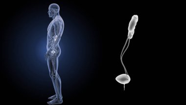 Üriner Sistem yakınlaştırma