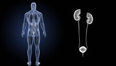 Üriner Sistem yakınlaştırma