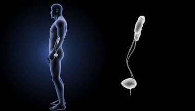 Üriner Sistem yakınlaştırma