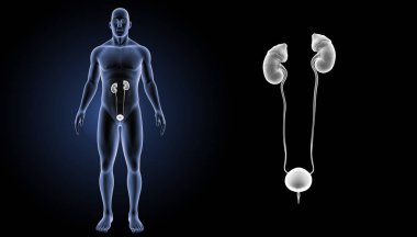 Üriner Sistem yakınlaştırma