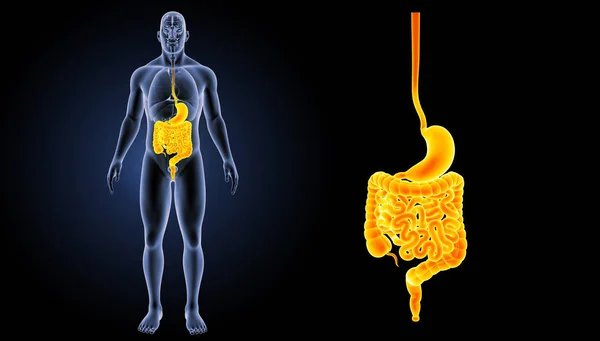 Zoom de estómago e intestino — Foto de Stock