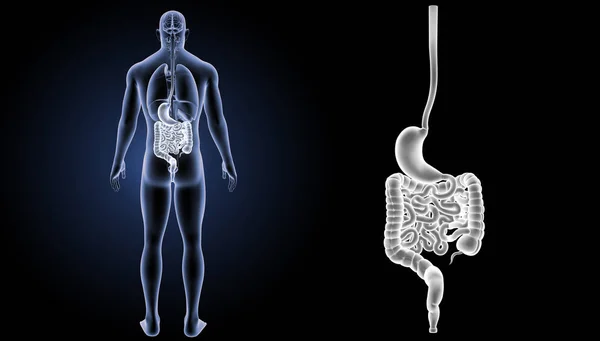 Zoom de estómago e intestino —  Fotos de Stock
