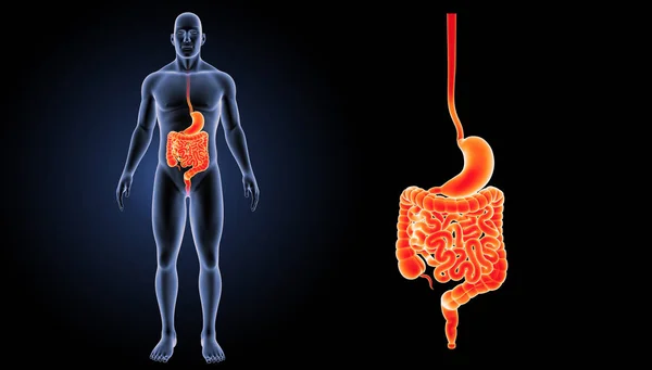 Zoom do estômago e intestino — Fotografia de Stock