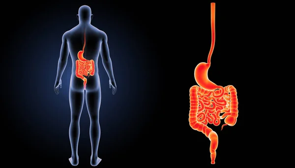 Zoom do estômago e intestino — Fotografia de Stock