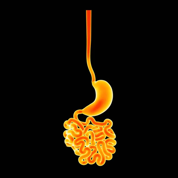 Human digestive system — Stock Photo, Image