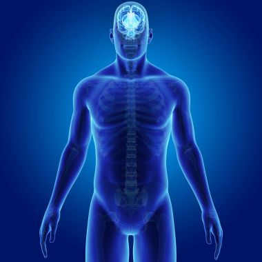 Vücut ön görünümü ile beyin