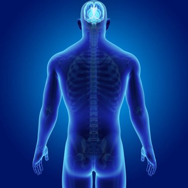 Vücut ön görünümü ile beyin