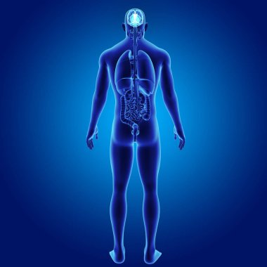 Vücut ön görünümü ile beyin