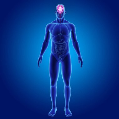 Vücut ön görünümü ile beyin