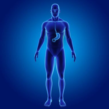 Mide zoom ile iskelet posterior