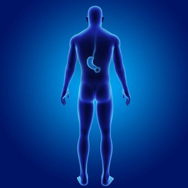 Mide zoom ile iskelet posterior