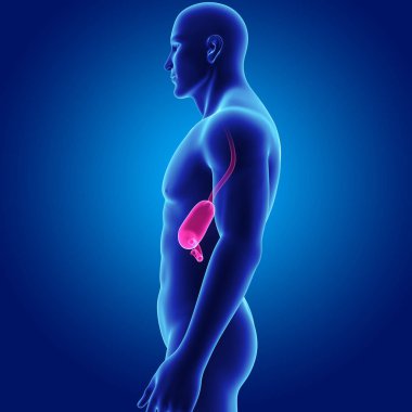 Mide zoom ile iskelet posterior