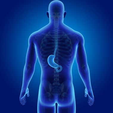 Mide zoom ile iskelet posterior