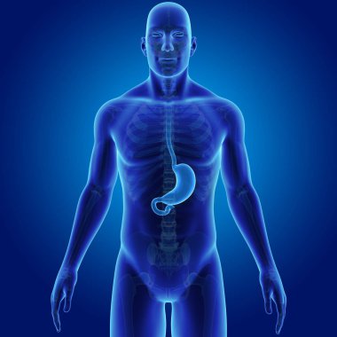 Mide zoom ile iskelet posterior