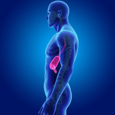 Mide zoom ile iskelet posterior