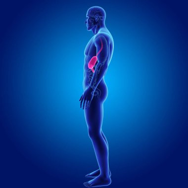 Mide zoom ile iskelet posterior