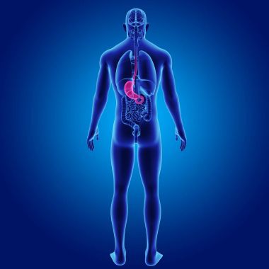 Mide zoom ile iskelet posterior